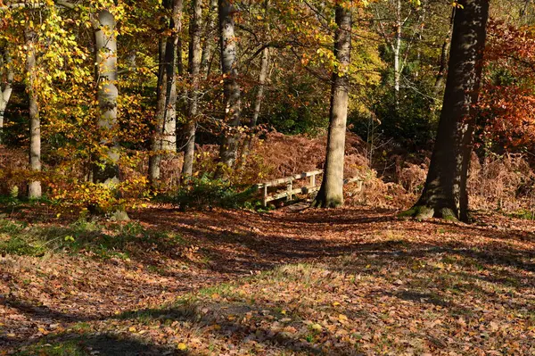 stock image Autumn in the Park Breidings Garten in the Town Soltau, Lower Saxony