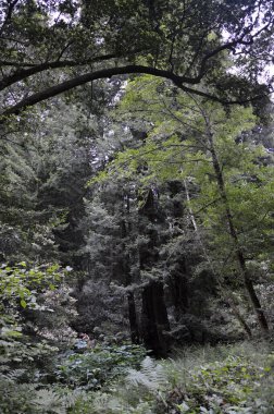 Muir Ormanı Ulusal Anıtı, Kaliforniya