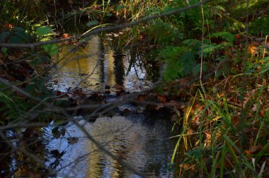 Park Breidings Bahçesinde Sonbahar Soltau Kasabası, Aşağı Saksonya