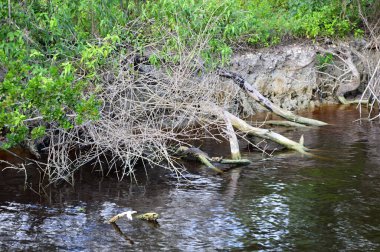 Bataklık Manzarası Everglades Ulusal Parkı, Florida