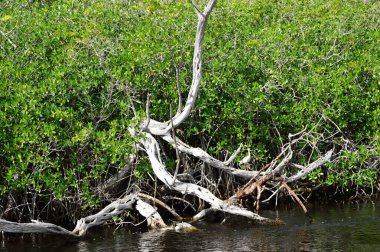 Everglades Ulusal Parkı, Florida