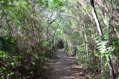 Bataklık Manzarası Everglades Ulusal Parkı, Florida