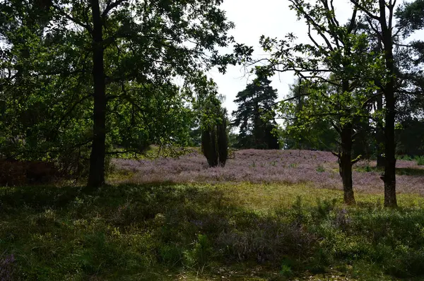 stock image Bloom Juniper in the Heath Tietlinger heide, Walsrode, Lower Saxony