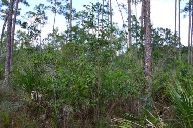Bataklık Manzarası Everglades Ulusal Parkı, Florida