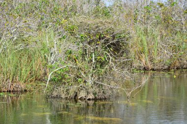 Bataklık Manzarası Everglades Ulusal Parkı, Florida