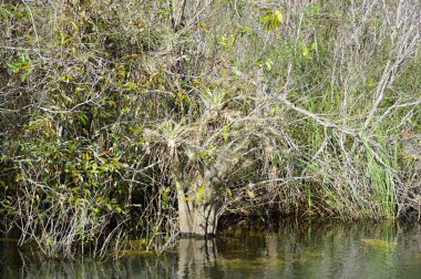 Bataklık Manzarası Everglades Ulusal Parkı, Florida