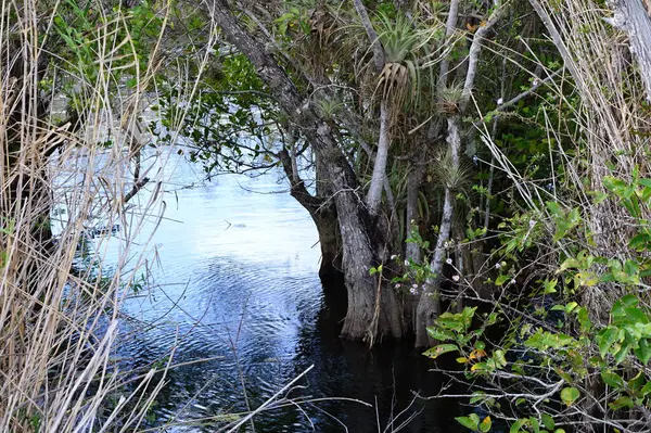 Bataklık Manzarası Everglades Ulusal Parkı, Florida