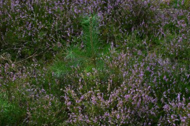 Bloom Juniper Heath Tietlinger Heide, Walsrode, Aşağı Saksonya