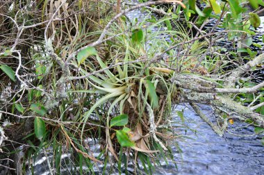 Bataklık Manzarası Everglades Ulusal Parkı, Florida