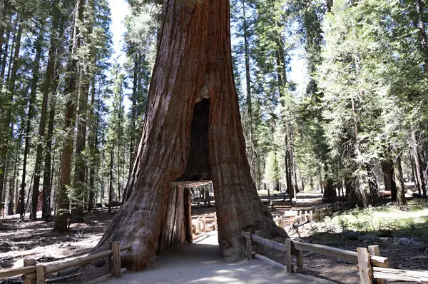 stock image Sequoia Tree in Yosemite National Park, California