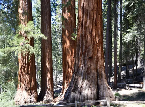 stock image Sequoia Tree in Yosemite National Park, California