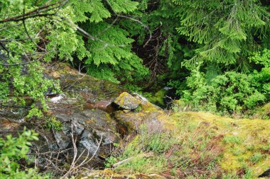 Cascades Ulusal Parkı, Washington 'da manzara