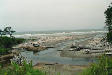 Pasifik 'teki plaj Olympic National Park, Washington