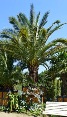 Bad Pyrmont 'taki Palm Garden, Aşağı Saksonya