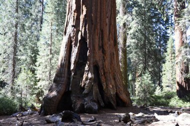 Yosemite Ulusal Parkı, Kaliforniya 'daki Sequoia Ağacı