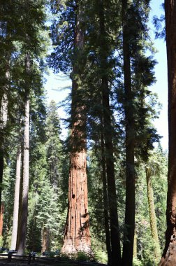 Yosemite Ulusal Parkı, Kaliforniya 'daki Sequoia Ağacı