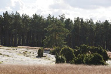 Heath Krelinger Heide, Aşağı Saksonya 'da kışın manzara