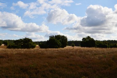 Heath Krelinger Heide, Aşağı Saksonya 'da manzara