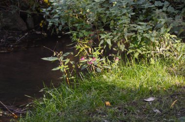 Sonbaharda, Walsrode, Aşağı Saksonya 'ya park et.