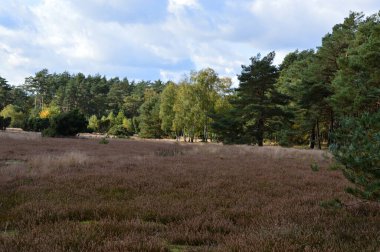 Landscape in Winter in the Heath Krelinger Heide, Lower Saxony clipart