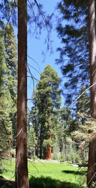 Yosemite Ulusal Parkı, Kaliforniya 'daki Sequoia Ağacı