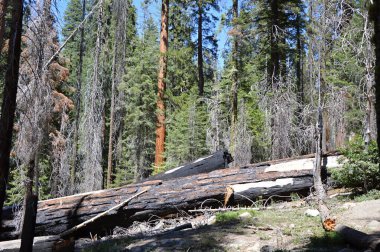 Yosemite Ulusal Parkı, Kaliforniya 'da Sequoia Ağaçları