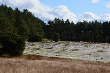 Landscape in Autumn in the Heath Krelinger Heide, Lower Saxony clipart