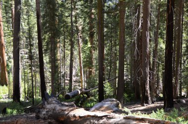 Yosemite national park, Kaliforniya'da manzara