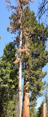 Yosemite Ulusal Parkı, Kaliforniya 'daki Sequoia Ağacı