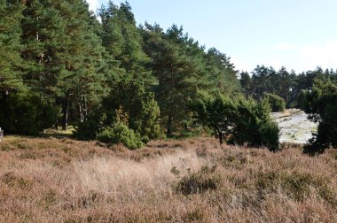 Sonbaharda Heath Krelinger Heide, Aşağı Saksonya 'da manzara