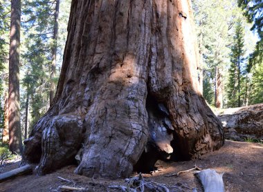 Yosemite Ulusal Parkı 'ndaki Sequoia Ağacı
