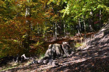 Landscape in Autumn in the Valley of the River Fulde, Walsrode, Lower Saxony clipart