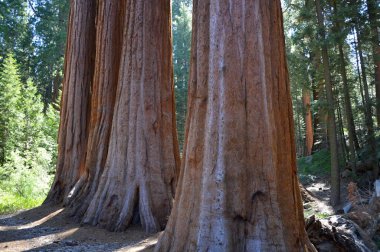 Yosemite Ulusal Parkı 'ndaki Sequoia Ağacı