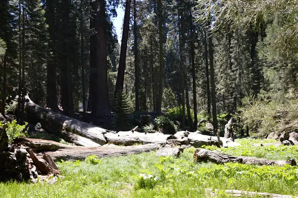 Yosemite Ulusal Parkı, Kaliforniya 'da Sequoia Ağaçları