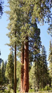 Yosemite Ulusal Parkı, Kaliforniya 'da Sequoia Ağaçları