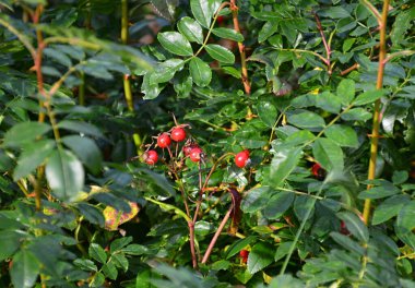 Sonbaharda Berry 'ler Şehir Rethem' inde River Aller, Aşağı Saksonya 'da