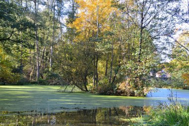 Park in Autumn in the Village Dorfmark, Lower Saxony clipart