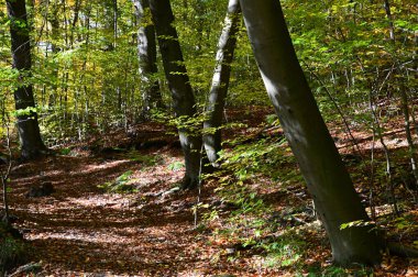 Landscape in Autumn in the Valley of the River Fulde, walsrode, Lower Saxony clipart