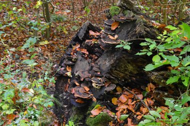 Mushrooms in Autumn in the Valley of the River Fulde, Lower Saxony clipart