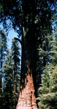 Yosemite Ulusal Parkı, Kaliforniya 'daki Sequoia Ağacı