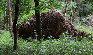 Landscape in Congaree National Park, South Carolina clipart