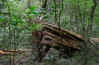 Güney Carolina 'daki Congaree Ulusal Parkı' nda Bataklık Manzarası