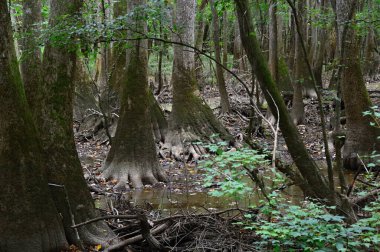 Güney Carolina 'daki Congaree Ulusal Parkı' nda Bataklık Manzarası