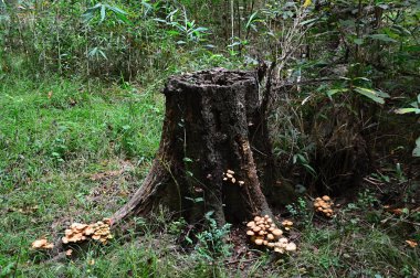 Güney Carolina 'daki Congaree Ulusal Parkı' nda Bataklık Manzarası