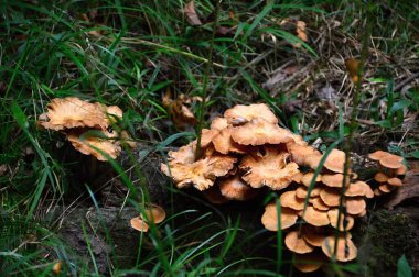 Mushroom in Congaree National Park, South Carolina clipart