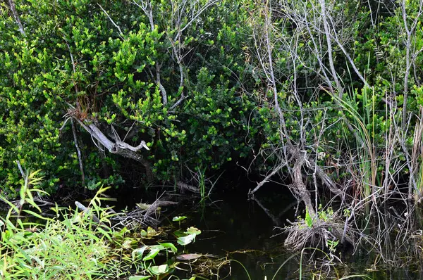 Bataklık Manzarası Everglades Ulusal Parkı, Florida