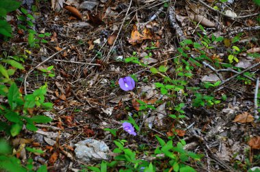 Güney Carolina 'daki Congaree Ulusal Parkı' nda Bataklık Manzarası