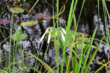 Bataklık Manzarası Everglades Ulusal Parkı, Florida