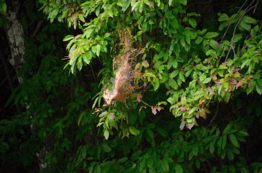 Blue Ridge Parkway, Virginia 'da fabrikalar