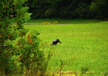 büyük smoky Dağları Milli Parkı, tennessee'manzara